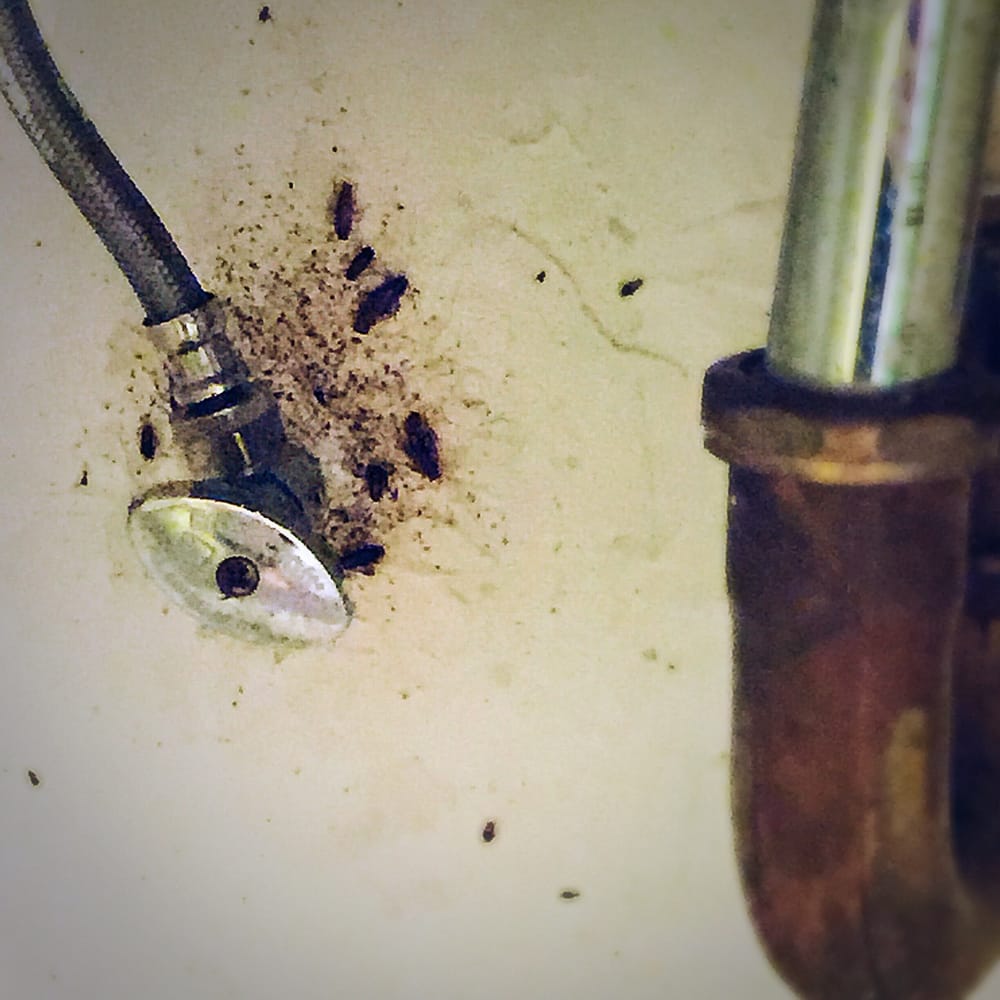 Family Of German Roaches Surrounded By At William Penn Photo Of William Penn Apartments Los Angeles Ca United States Family