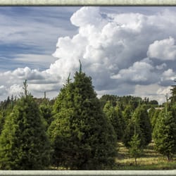 manthey s christmas treeland christmas trees 773 w manthey s christmas treeland christmas trees 773 w