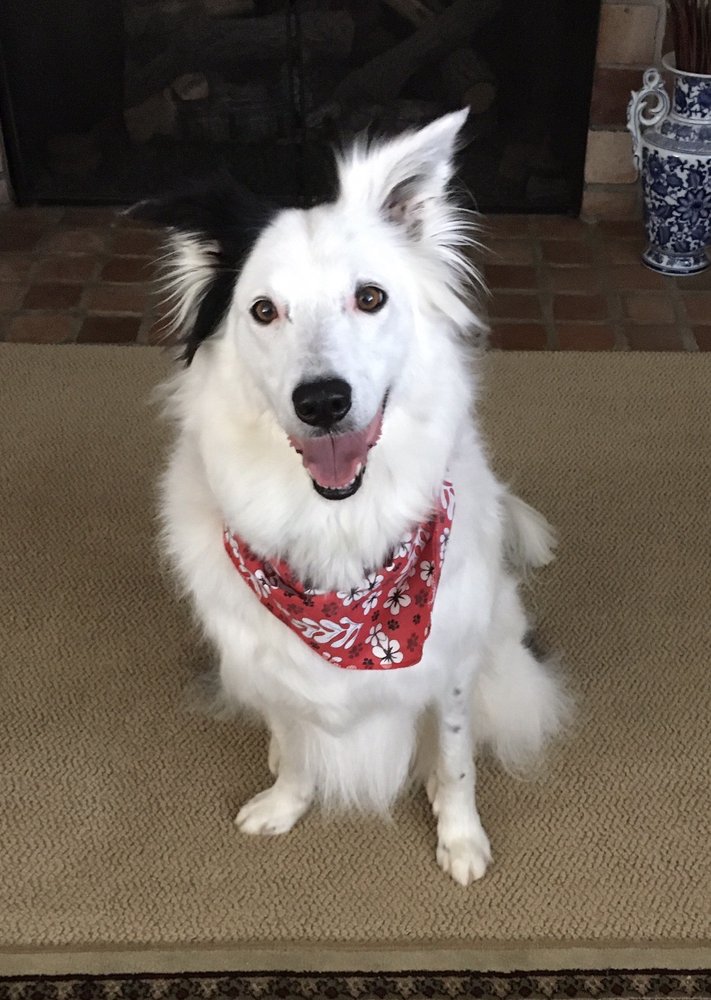 The Lucky Dog Grooming Company