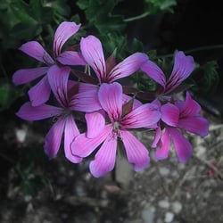 Acton Nursery Landscape 13 Photos Landscaping 3324 Soledad Photo Of Acton Nursery Landscape Ca United States Pink Geraniums