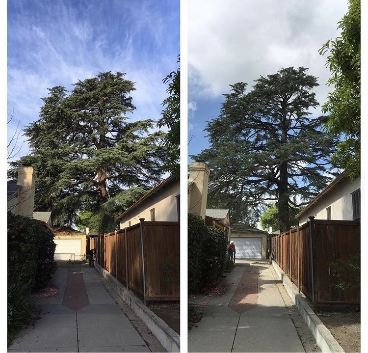 Apex Tree Care