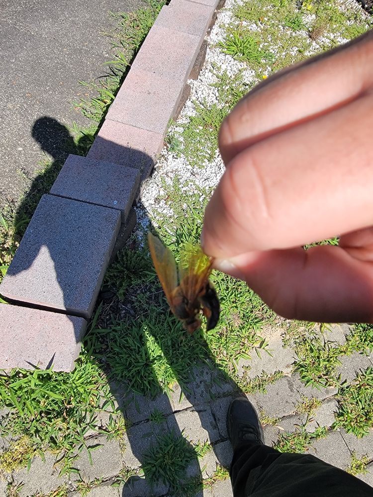 Howey pest solutions