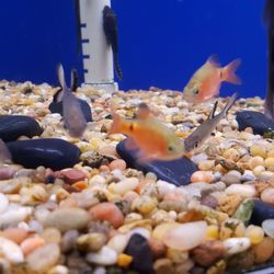 king aquarium 121 photos