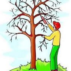 Photo Of Hairy Beaver Tree Service Leander Tx United States Photo Of Hairy Beaver Tree Service Leander Tx United States