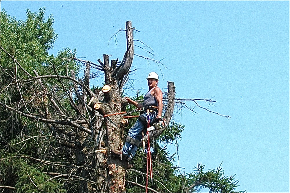 Aerial Arborist Tree Service
