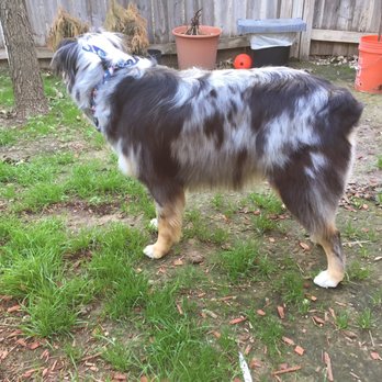 australian shepherd grooming needs woof gang bakery u0026 grooming san antonio 68 photos u0026 56 reviews australian shepherd grooming needs woof gang bakery u0026 grooming san antonio 68 photos u0026 56 reviews