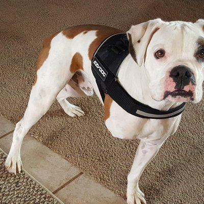 All Professional Animal Care - APAC