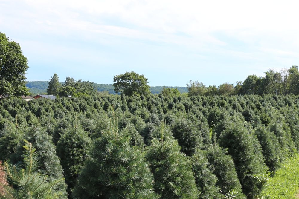Yenser Tree Farm