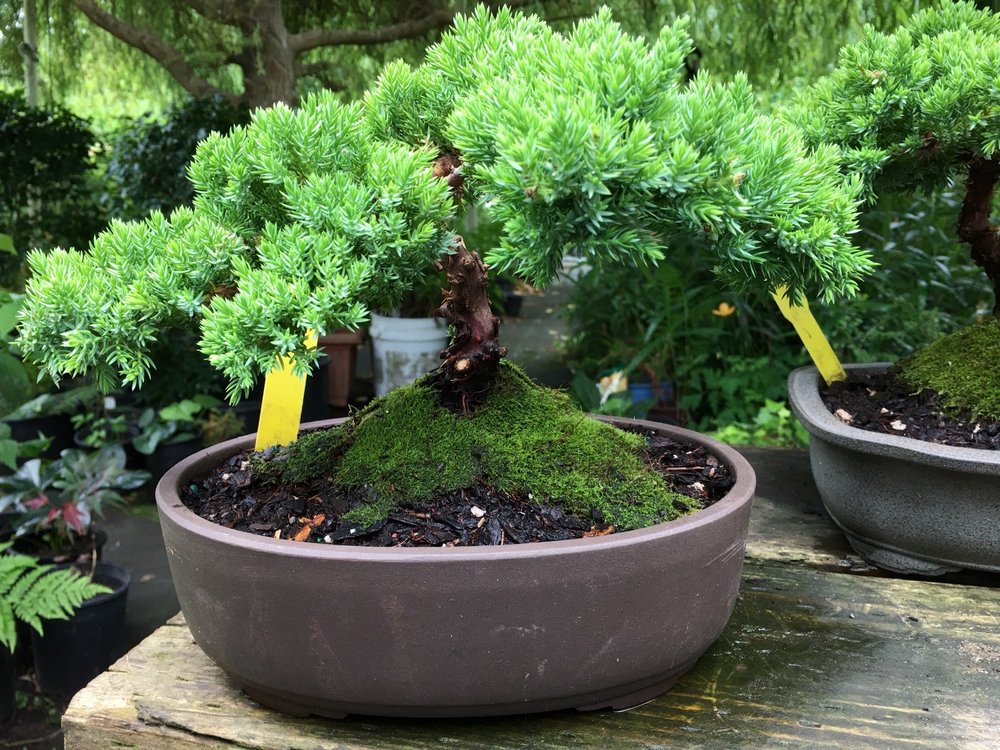 Central Valley Nursery