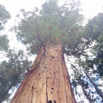 Corral Creek Lodge 61 Photos 25 Reviews Hotels 15 5 Mile Photo Of Corral Creek Lodge Kernville Ca United States Giant Sequoia From