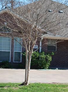 Texas Realty