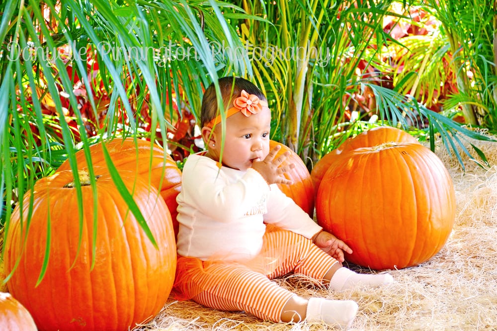 Fall Festival Pumpkin Patch Flamingo Road Nursery Yelp Photo Of Danyelle Pinnington Photography Sunrise Fl United States Fall Festival Pumpkin