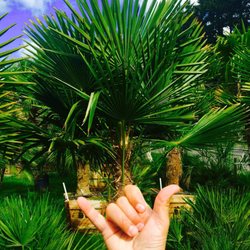 Palms Northwest Temp Closed 23 Photos Nurseries Gardening Photo Of Palms Northwest Auburn Wa United States My New Palm Tree