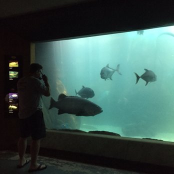 waikiki aquarium 1709 photos