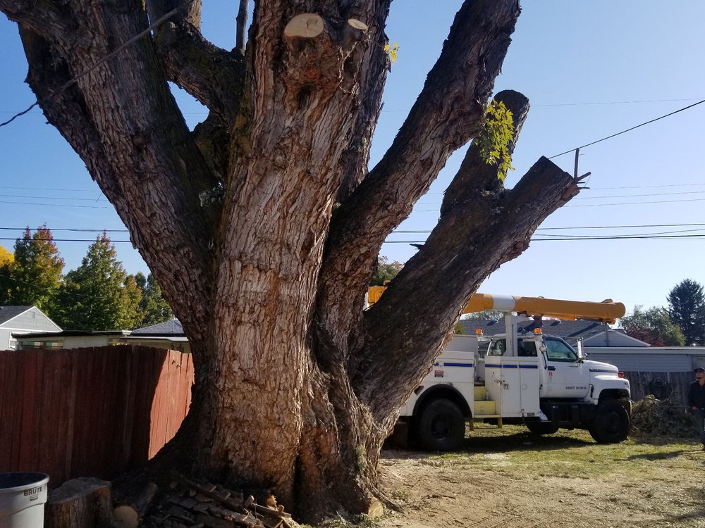 Complete Tree Service