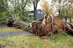 Tree Service South Bend  Photo of South Bend Lawn and Tree Service - South Bend, IN, United States