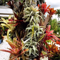 Green Door Nursery 27 Photos Nurseries Gardening 3700 Photo Of Green Door Nursery Naples Fl United States Unusual And Rare
