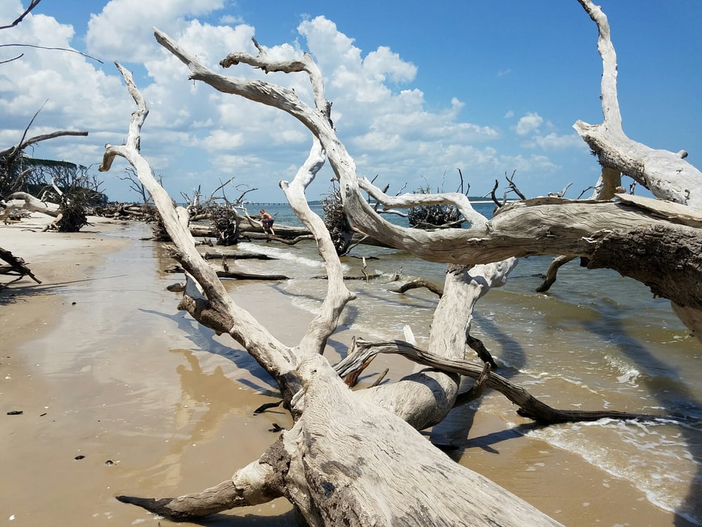 Big Talbot Island State Park 47 Photos & 11 Reviews Parks 12157