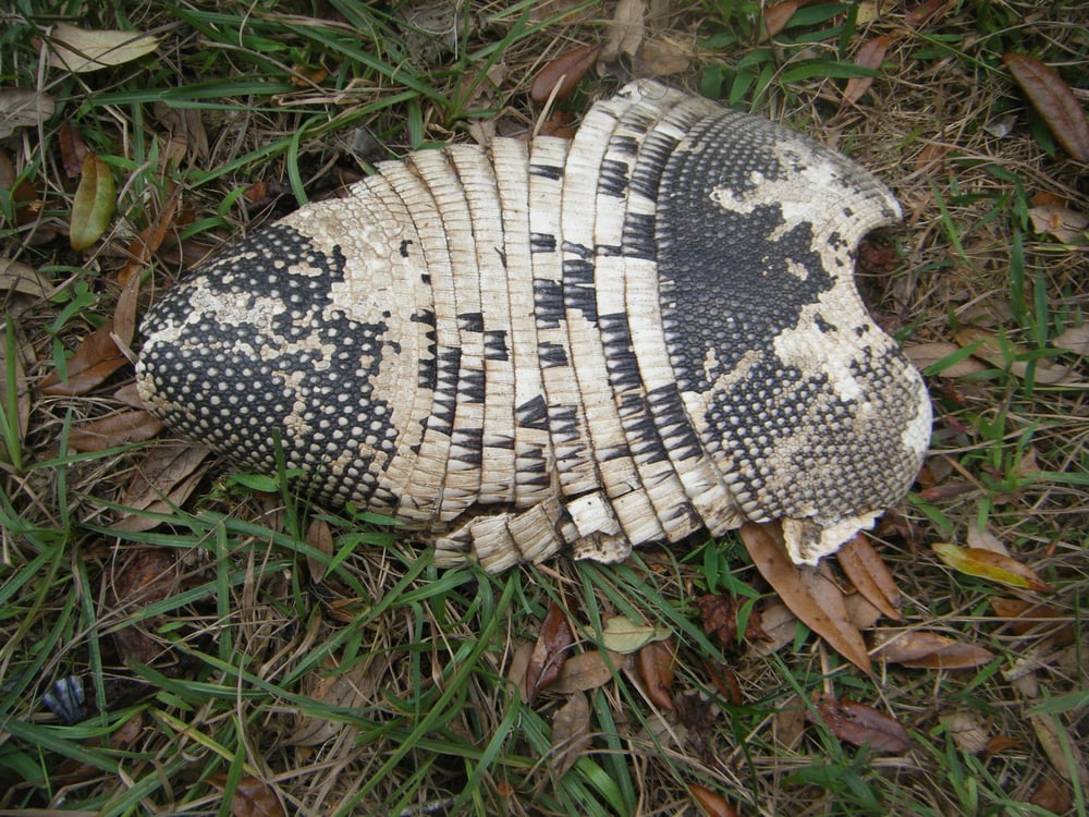 Armadillo shell Yelp