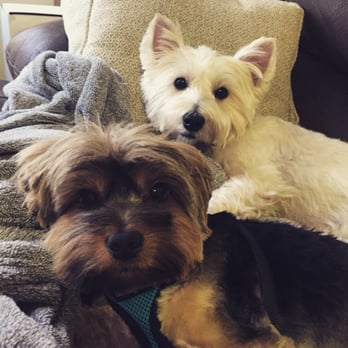 yorkie westie cut professional pet grooming salon 47 photos 32 reviews pet groomers 1550 central yorkie westie cut professional pet grooming salon 47 photos 32 reviews pet groomers 1550 central