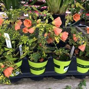 Payless Nursery San Jose Tyres2c Payless Nursery San Jose Thenurseries