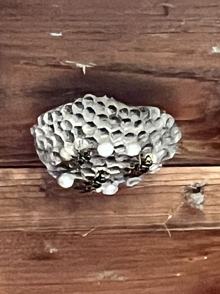 PURCOR Pest Solutions