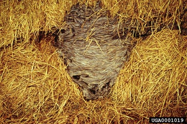 Bee Friendly Removal Service