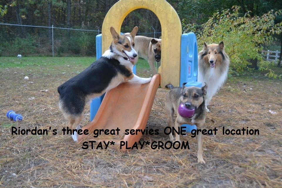 Riordan S Where Best Friends Are Made Yelp Photo Of Riordan S Kennels Mays Landing Nj United States Where Best
