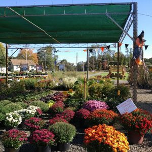 Countryview Farm Nursery Nurseries Gardening 599 Countryview Farm Nursery Nurseries Gardening 599