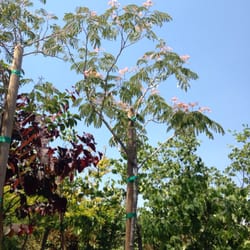 Baron Brothers Nursery 35 Photos 31 Reviews Nurseries Photo Of Baron Brothers Nursery Camarillo Ca United States Albizia Tree I