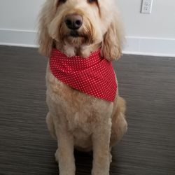 dog grooming charlotte nc dog grooming charlotte nc