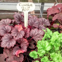 Davison S Nursery 11 Photos Nurseries Gardening 330 W Photo Of Davison S Nursery Oklahoma City Ok United States Heuchera Half