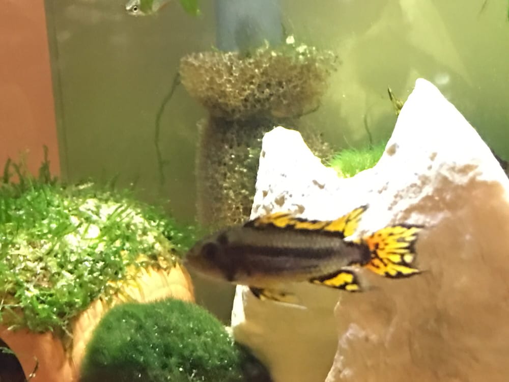 Aquatic Collection Aquarium 28 Photos & 68 Reviews Pet Stores