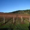 Shea Wine Cellars & Vineyard winery