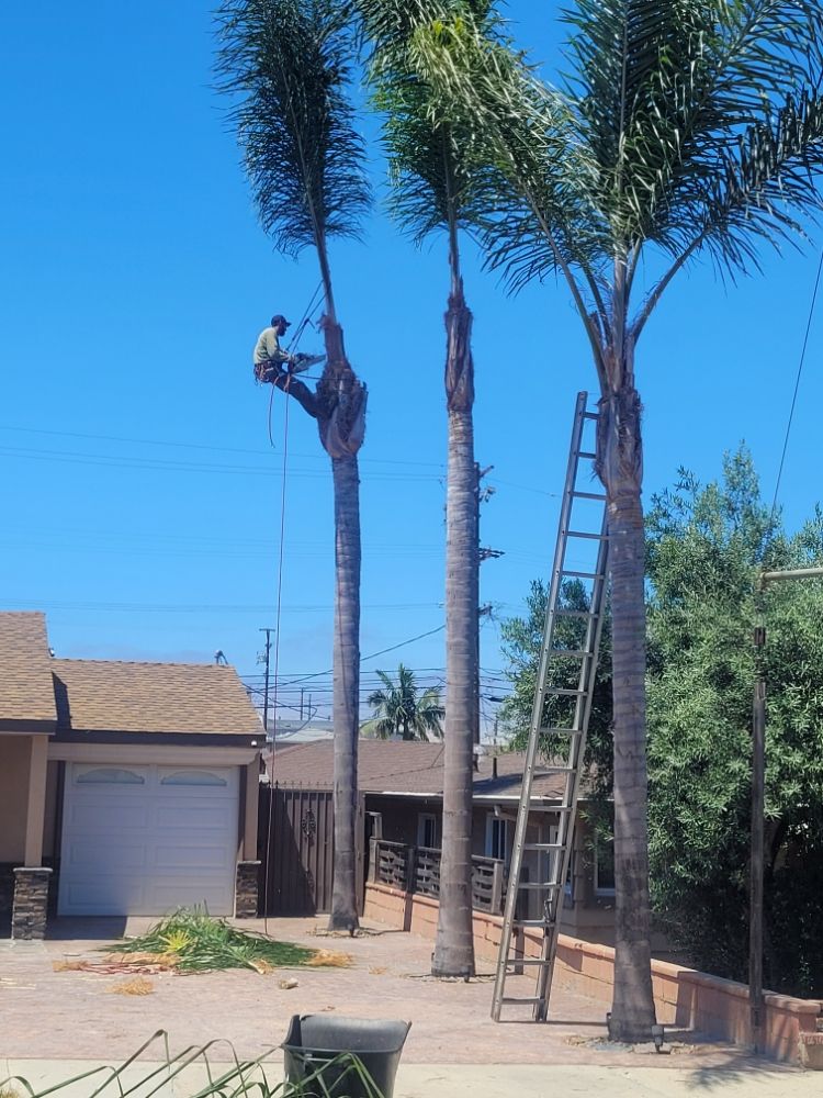 Pearloga Tree service