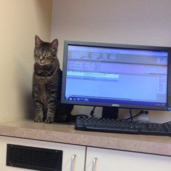 Creature Comforts Animal Hospital 24 Photos 54 Reviews Vets