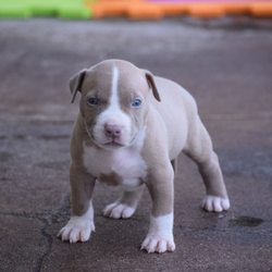 dog breeders hawaii dog breeders hawaii