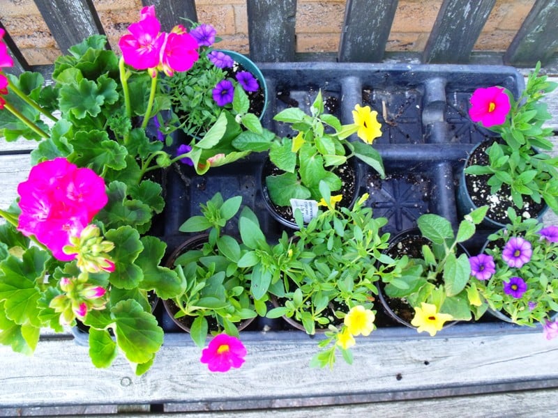 Benedetto's Greenhouse