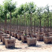 Musser Forests Nurseries Gardening 1880 Rte 119 Hwy N Indiana Burkett Nursery And Greenhouse