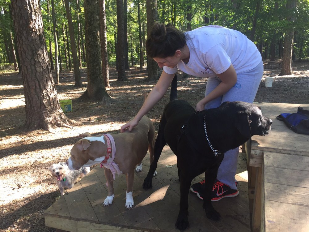 Carolina Pines Dog Park 10 Photos & 12 Reviews Dog Parks 2305