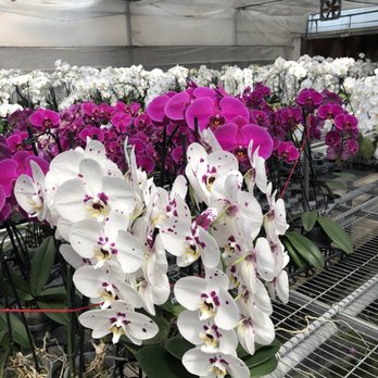 Formosa Orchid Nursery 20 Photos Nurseries Gardening 12318 Photo Of Formosa Orchid Nursery Houston Tx United States