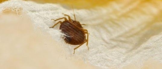 MDM Pest & Termite Control