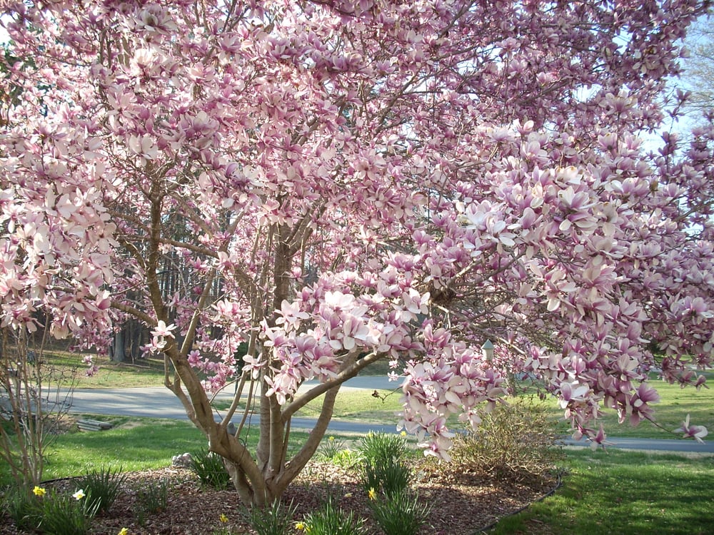 Down Home Garden Center & General Store
