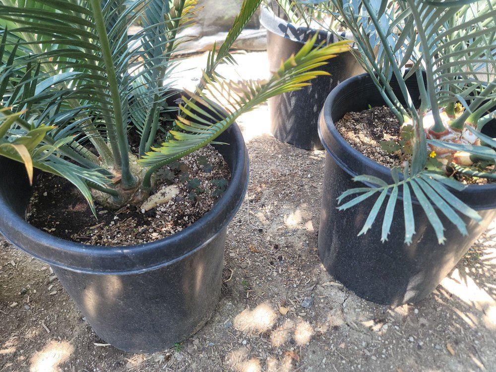 S-Y Nursery, Inc