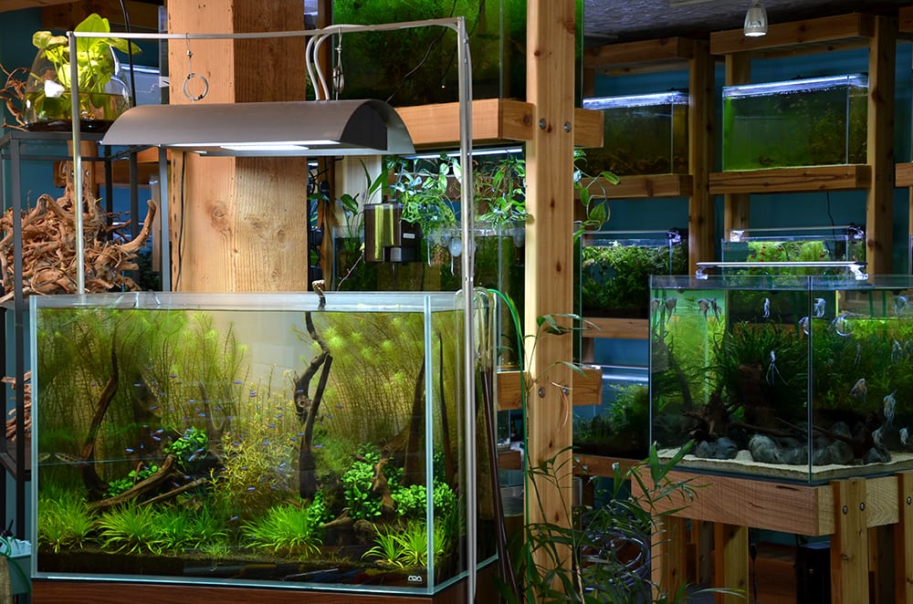 A view of one of Aquarium Zen's display aquariums towards the plant