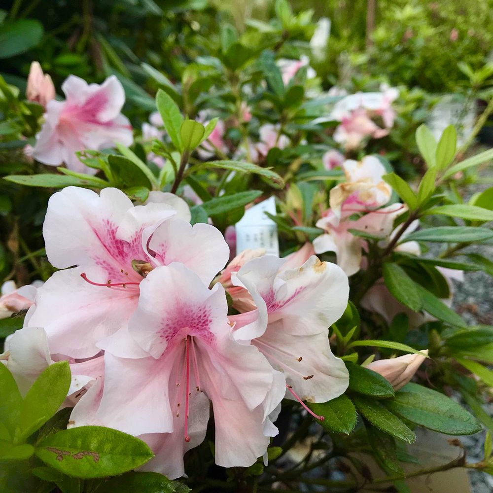 Greenstreet Gardens