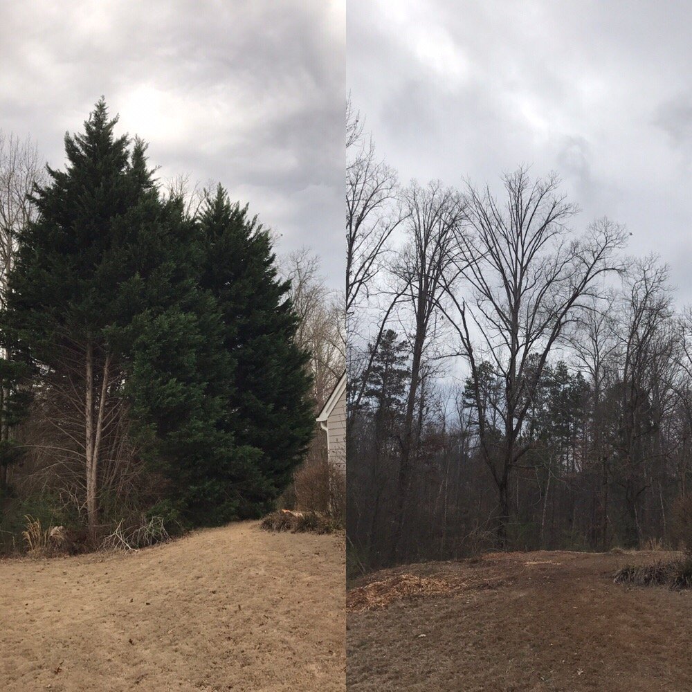 Leylands we removed - Yelp