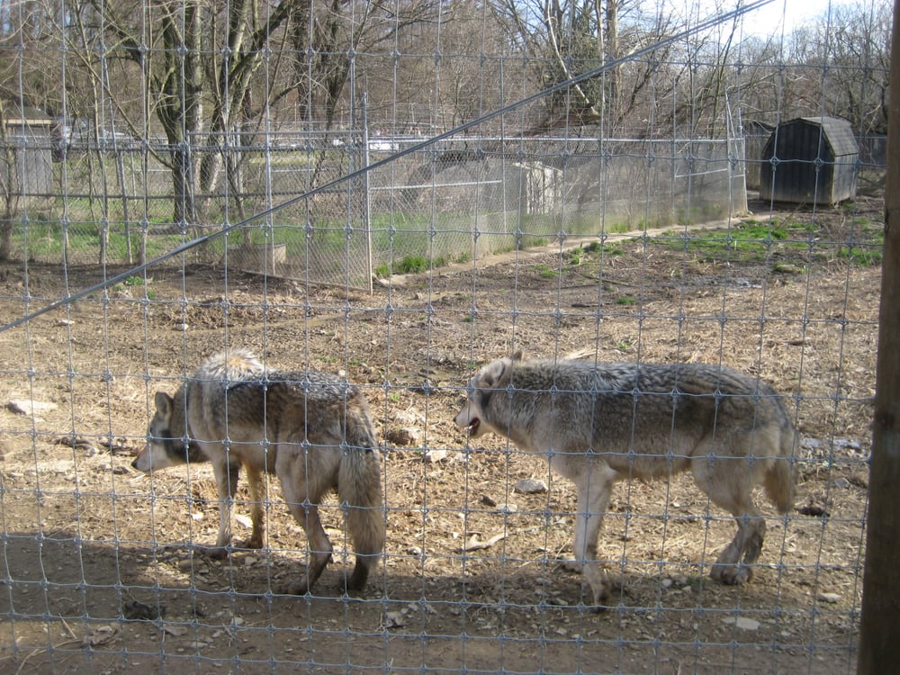 Photos for The Wolf Sanctuary of PA Yelp