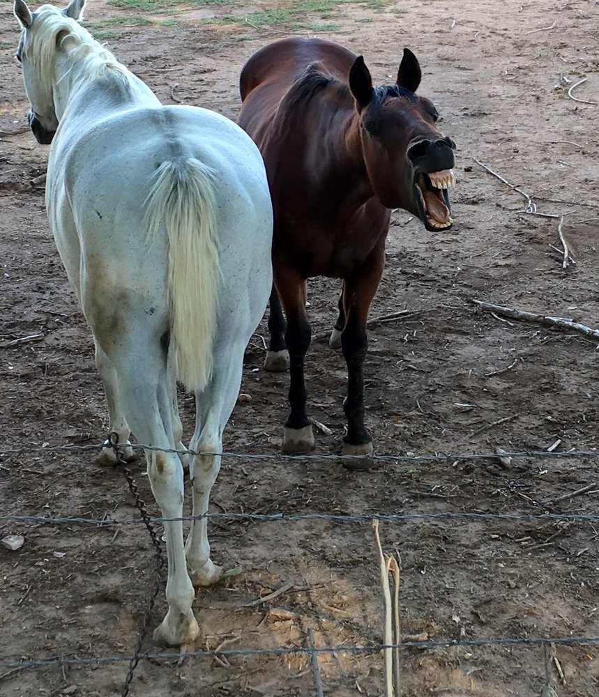 Red Horse Riding Company Horseback Riding 149 Angelo Luigi, North