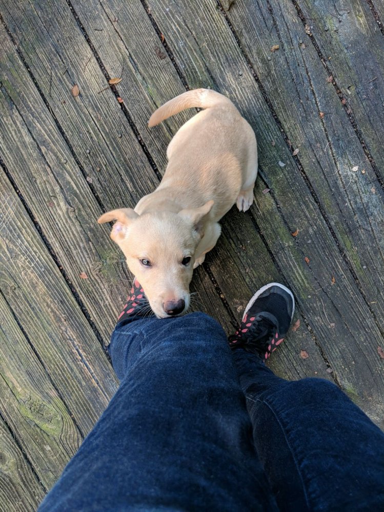 Dog Star Pet Services